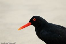 Schwarzer Austernfischer (14 von 14).jpg